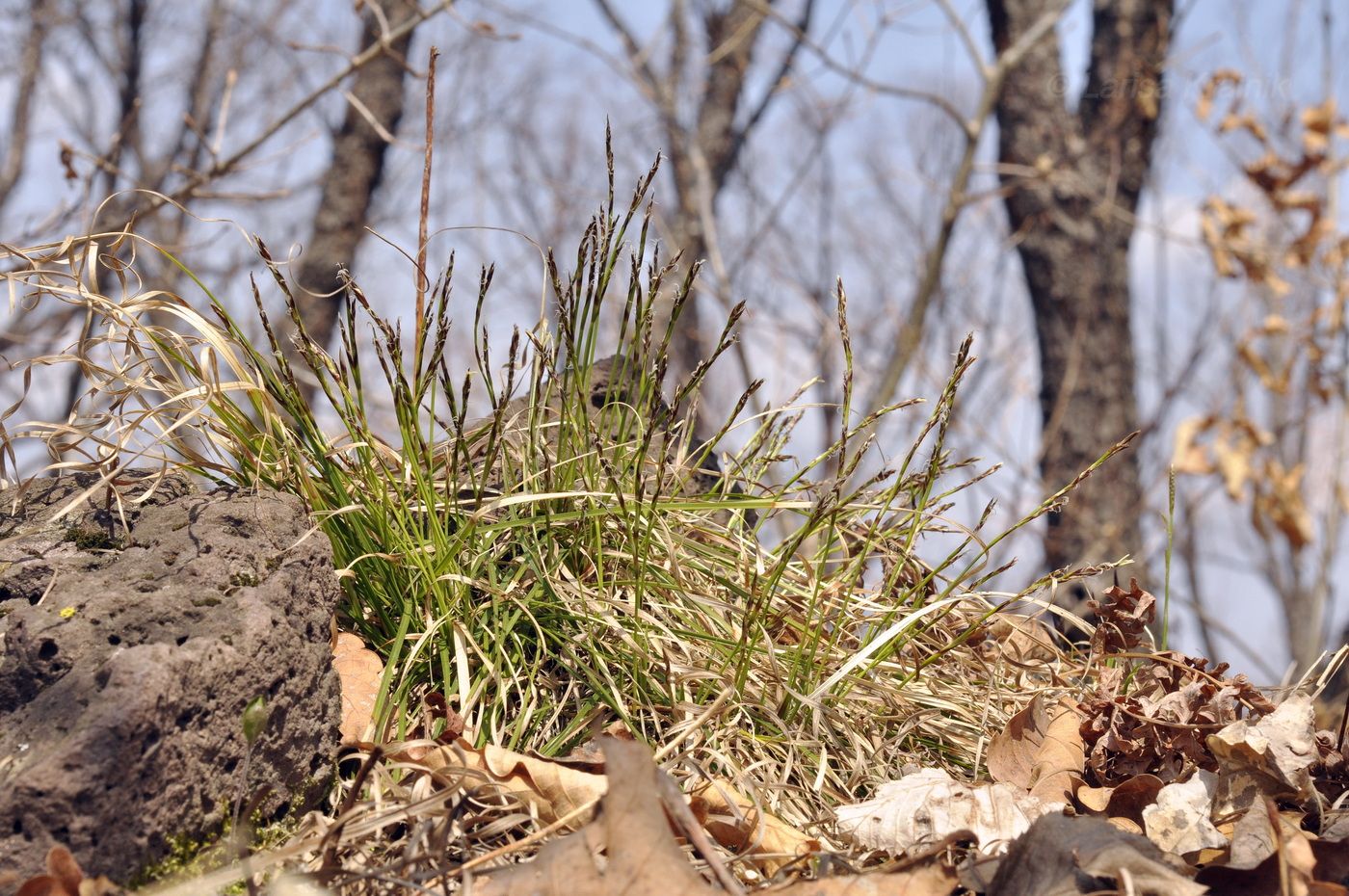 Image of Carex lanceolata specimen.