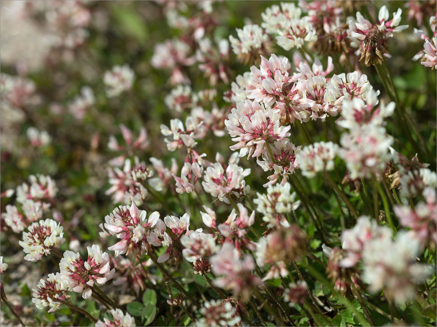 Image of Trifolium repens specimen.