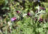 genus Carduus