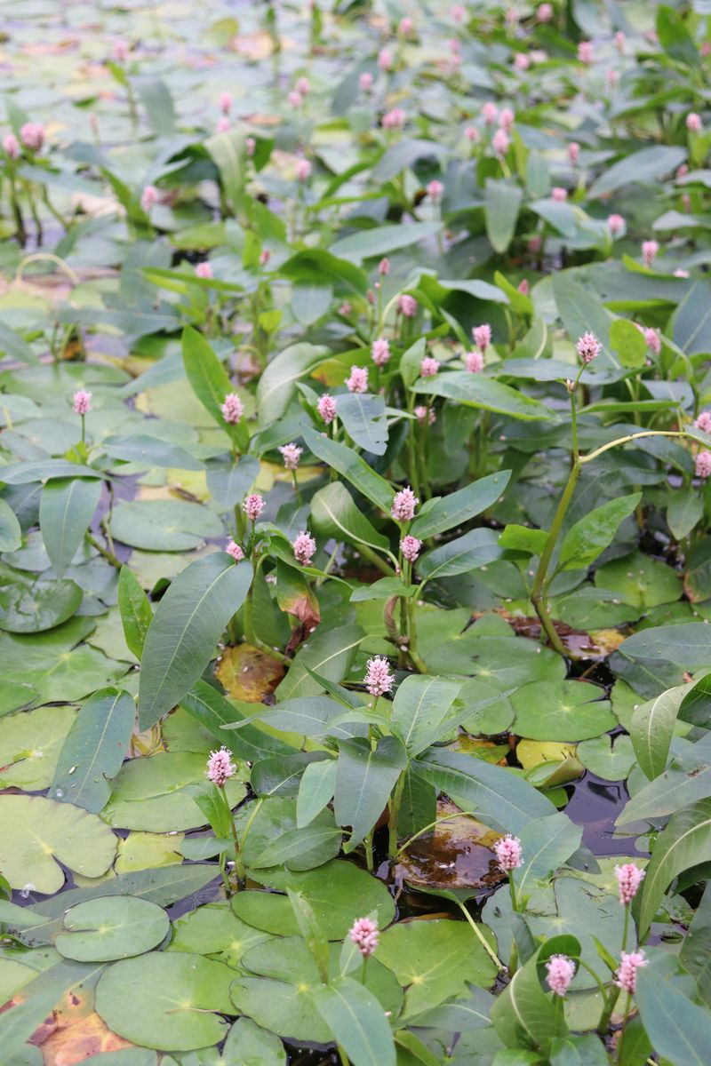 Image of Persicaria amphibia specimen.