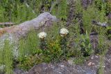 Ledum palustre
