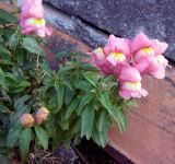 Antirrhinum majus