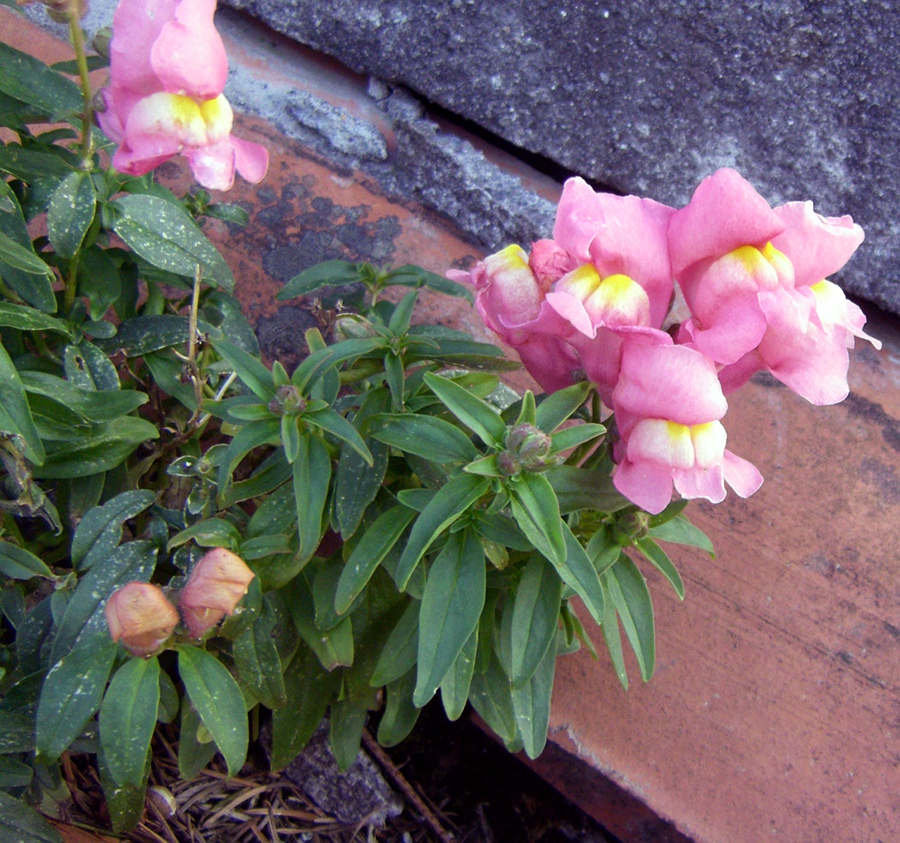 Изображение особи Antirrhinum majus.