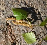 genus Betula. Верхушка сорванной веточки с соцветием. Турция, ил Ван, р-н Битлис, кальдера Немрут, СВ берег оз. Немрут, опушка леса. 21 мая 2025 г.