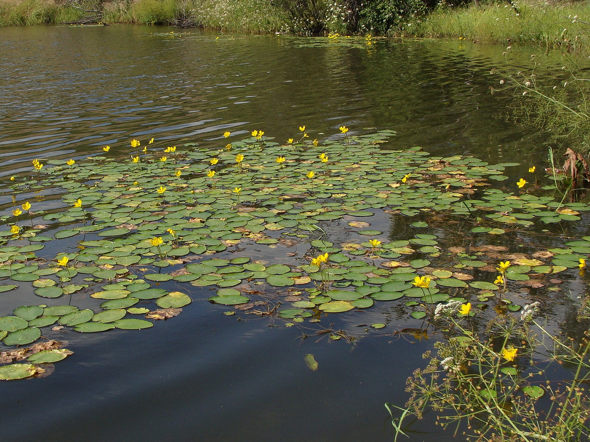 Image of Nymphoides peltata specimen.