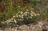 Tripleurospermum inodorum. Цветущее растение. Приморский край, Уссурийский ГО, окр. ж.-д. пл. 9194 км, дол. р. Раздольная на левом берегу, пойма, галечниковые отложения. 22.09.2025.