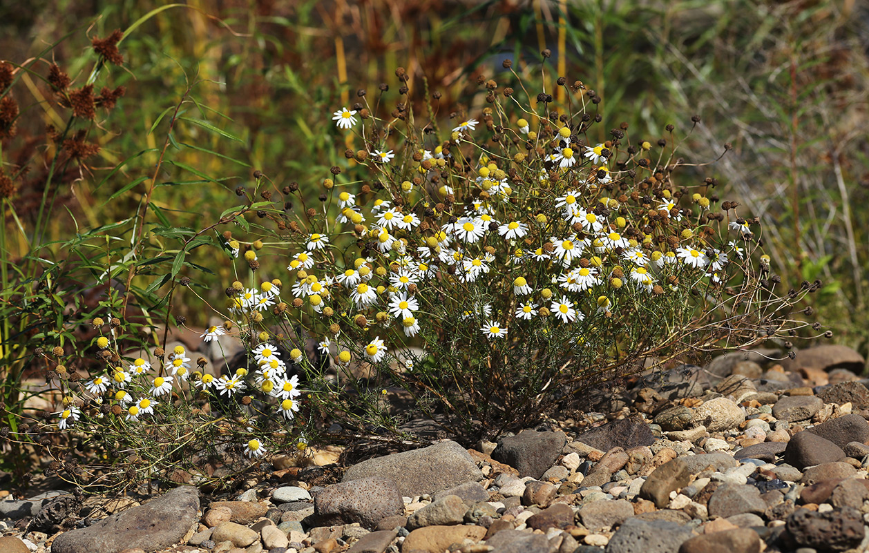 Изображение особи Tripleurospermum inodorum.