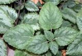 Galeobdolon luteum