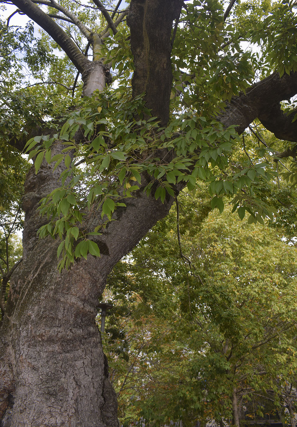 Изображение особи Celtis sinensis.