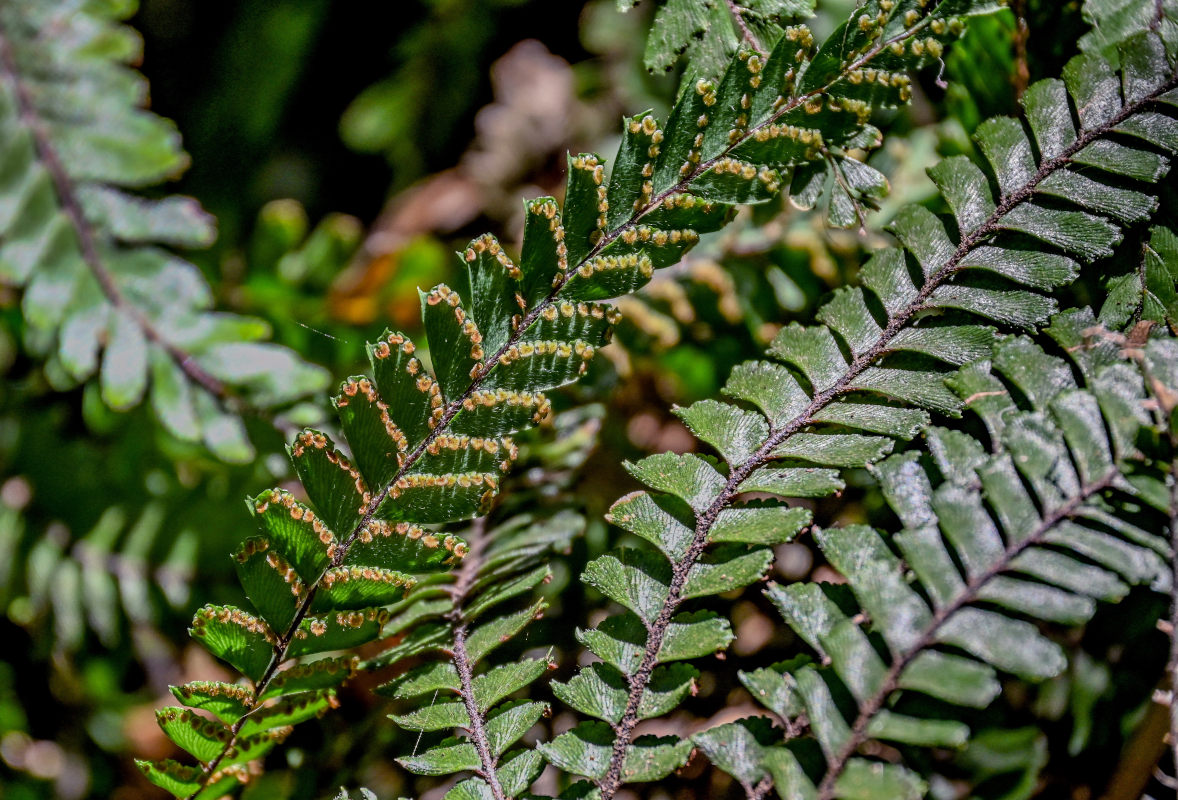 Изображение особи Adiantum hispidulum.