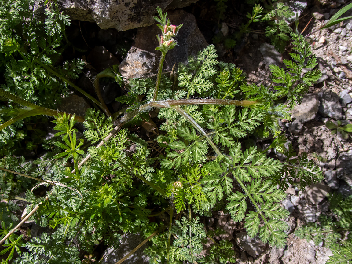 Изображение особи Orlaya daucoides.