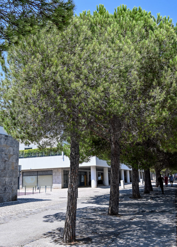 Изображение особи Pinus nigra.