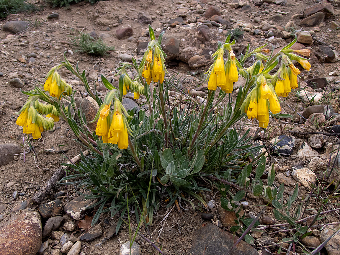 Image of Onosma taurica specimen.