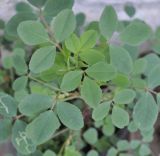 Image of taxon representative. Author is Роланд Цандекидис