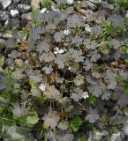 Изображение особи. Автор - Наталия Шевырева