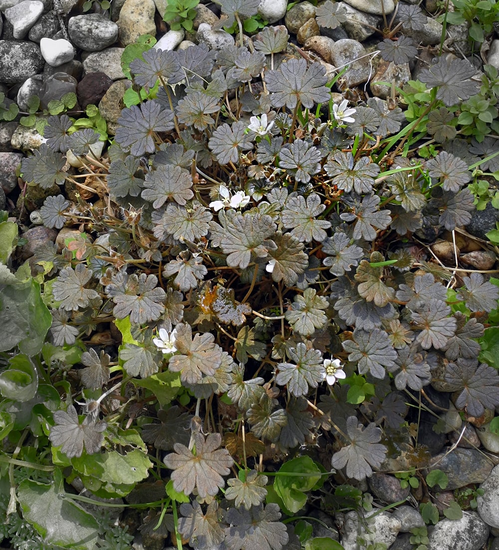 Изображение особи Geranium sessiliflorum.