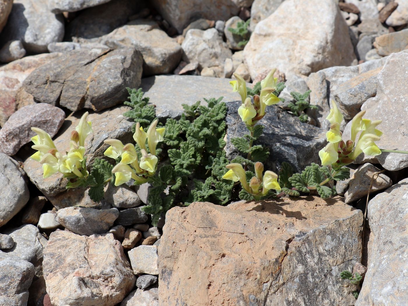 Image of Scutellaria linczewskii specimen.