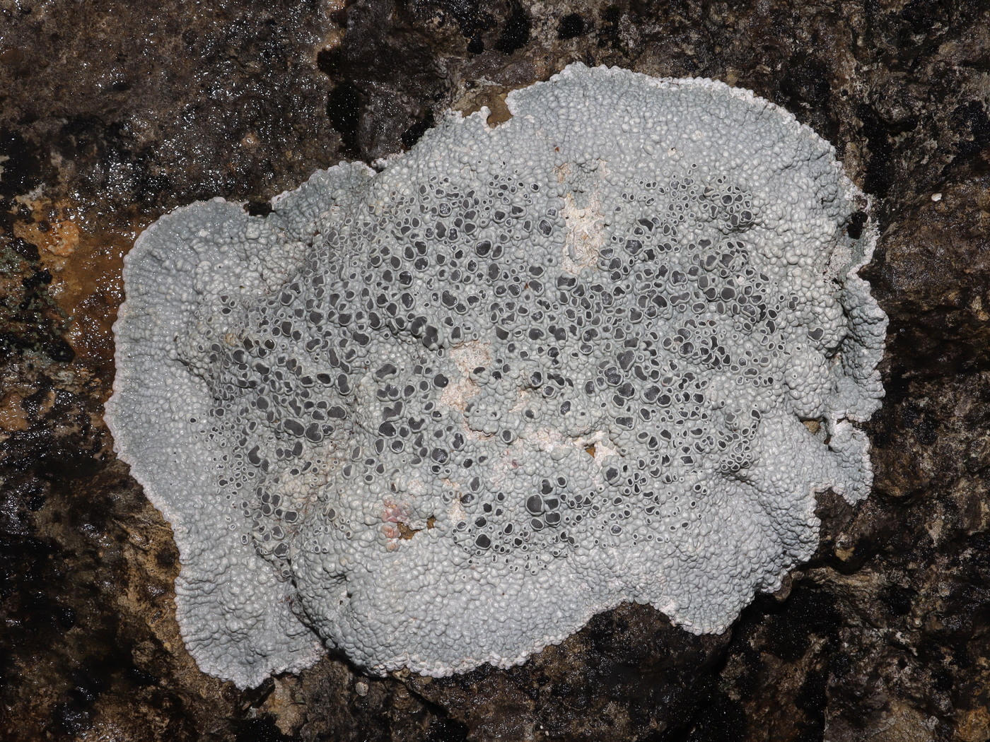 Изображение особи Xalocoa ocellata.