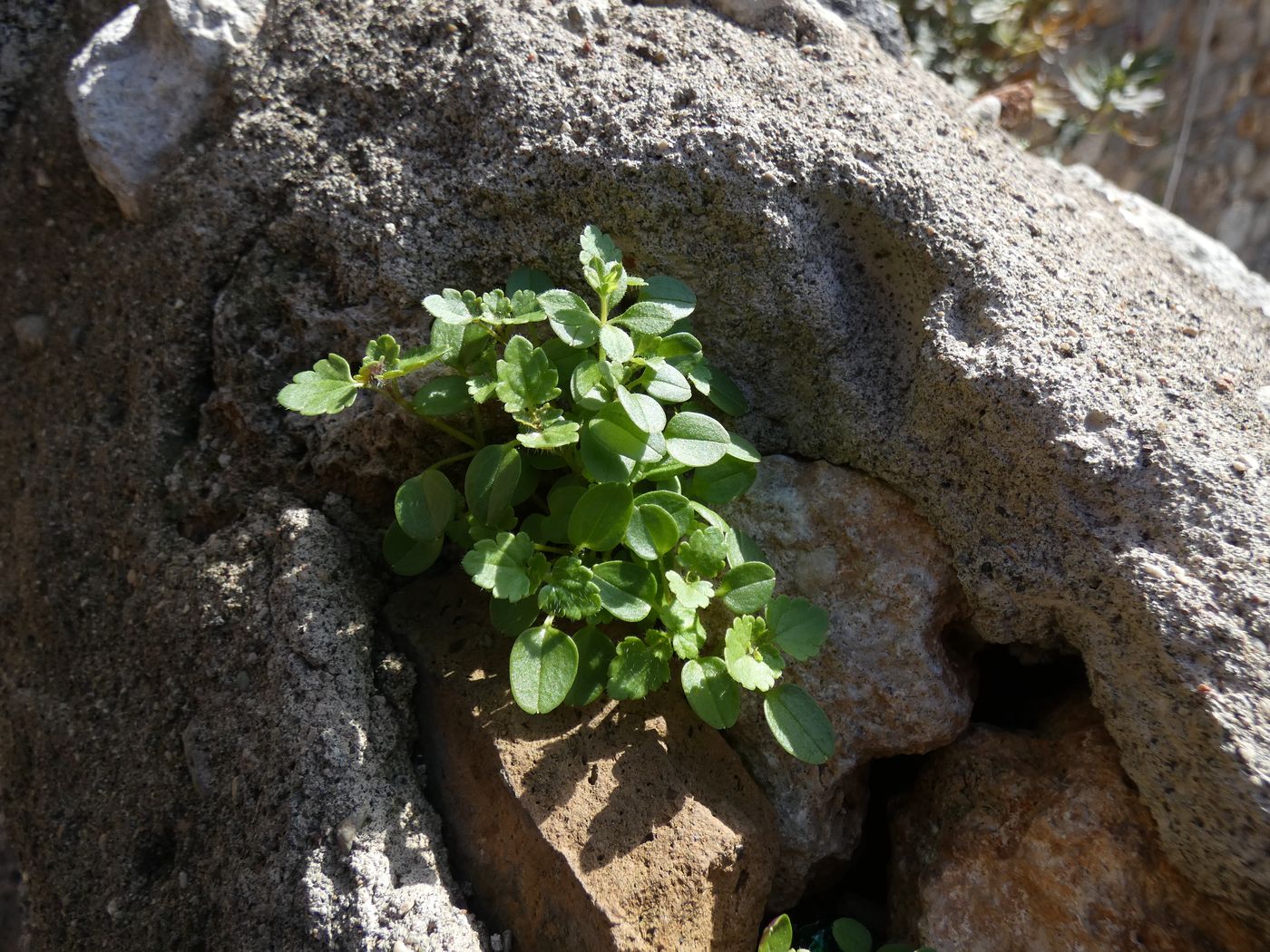 Image of Veronica polita specimen.