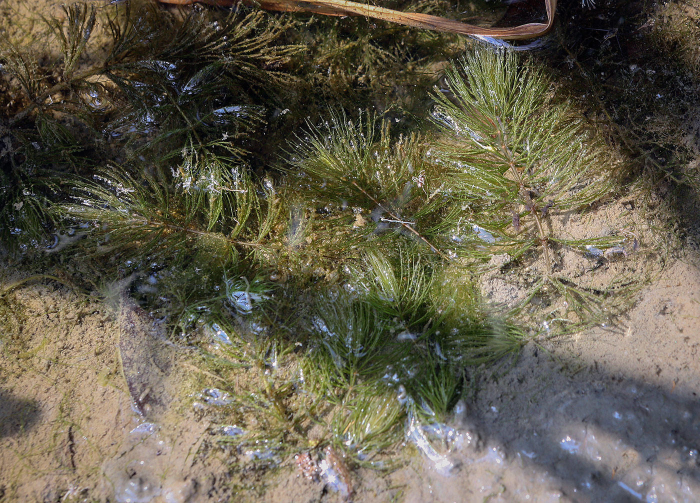 Изображение особи Ceratophyllum demersum.