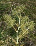 Trinia multicaulis. Верхняя часть цветущего растения с тычиночными цветками, прибитого к земле грозовым ливнем. Ульяновская обл., Мелекесский р-н, окр пос. Вишенка, Медвежий овраг, ковыльно-разнотравная степь на склоне. 06.06.2024.