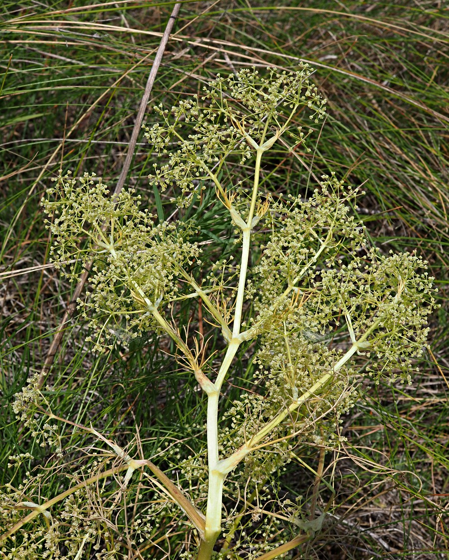 Изображение особи Trinia multicaulis.