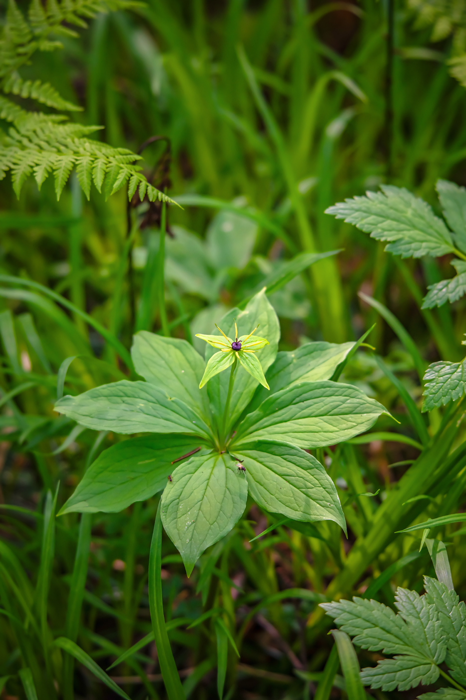 Image of Paris verticillata specimen.