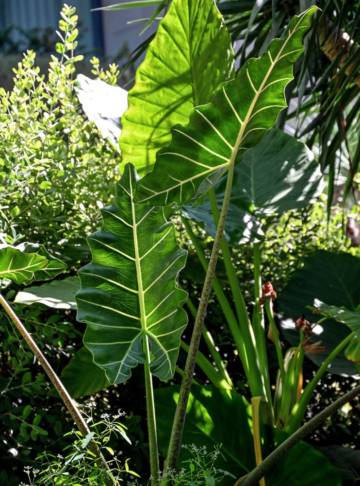 Изображение особи род Alocasia.