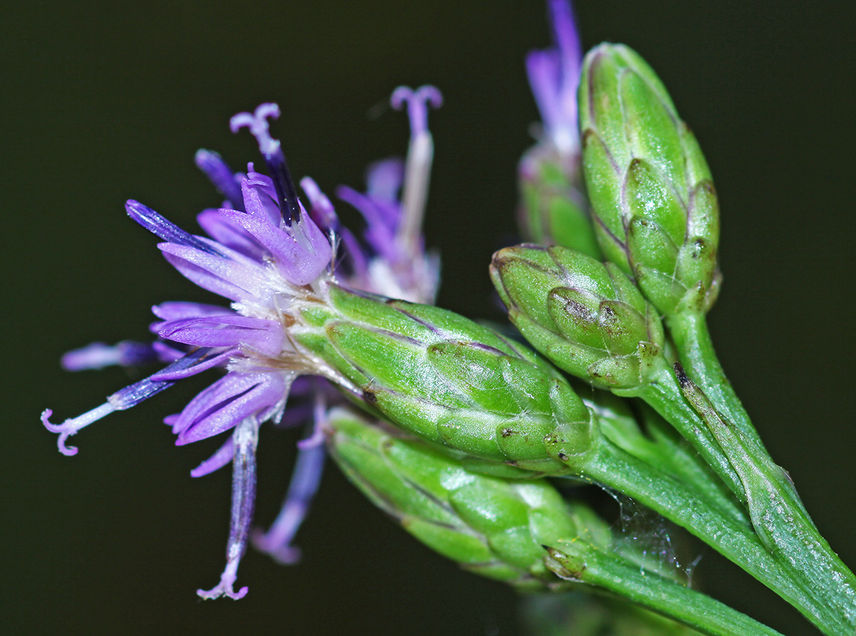Изображение особи Saussurea neoserrata.