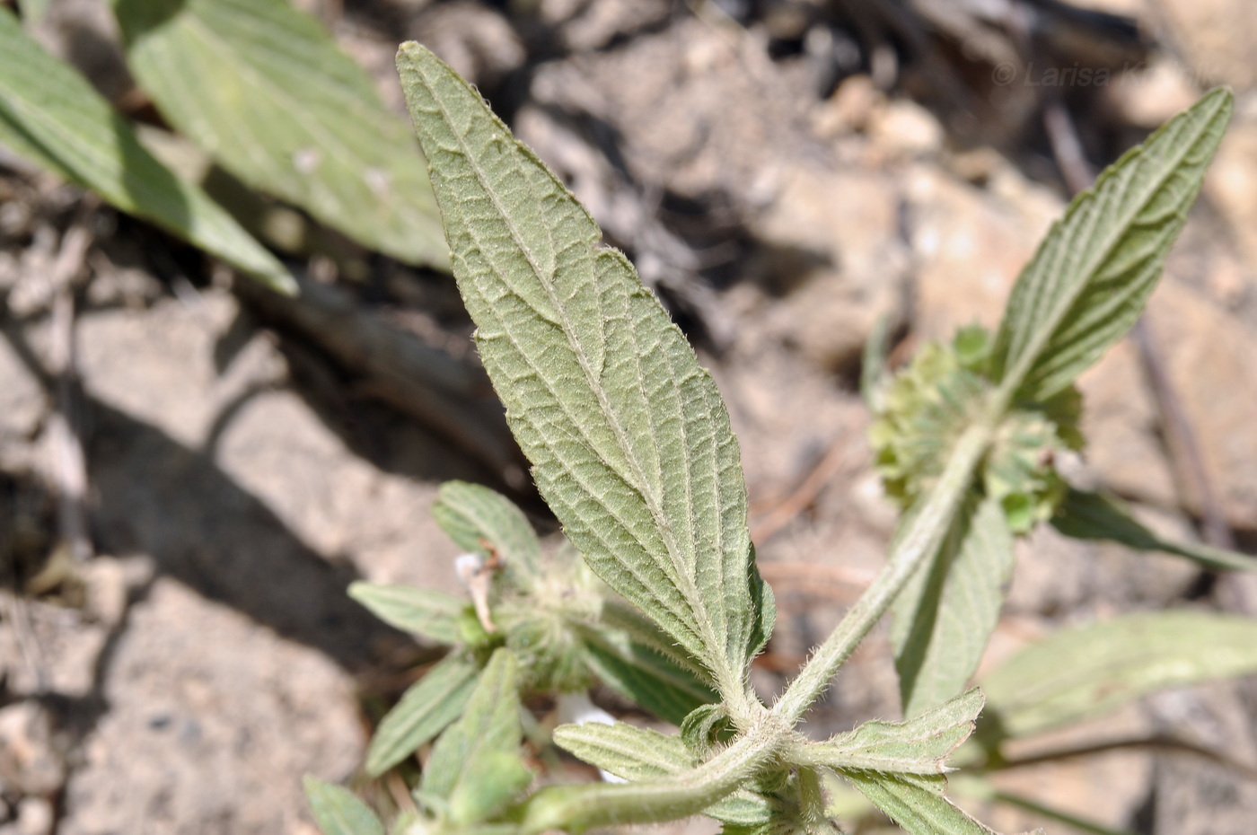 Изображение особи род Leucas.