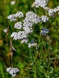 Achillea millefolium. Верхушка побега с соцветиями (рядом видны побеги Berteroa incana). Калининградская обл., Гвардейский р-н, пос. Знаменск, устье р. Лава, луг. 02.07.2025.