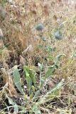 Cousinia integrifolia. Бутонизирующее растение. Узбекистан, Кашкадарьинская обл., Китабский р-н, перевал Тахтакарача, сухой каменистый склон, 1650 м н.у.м. 31 мая 2013 г.