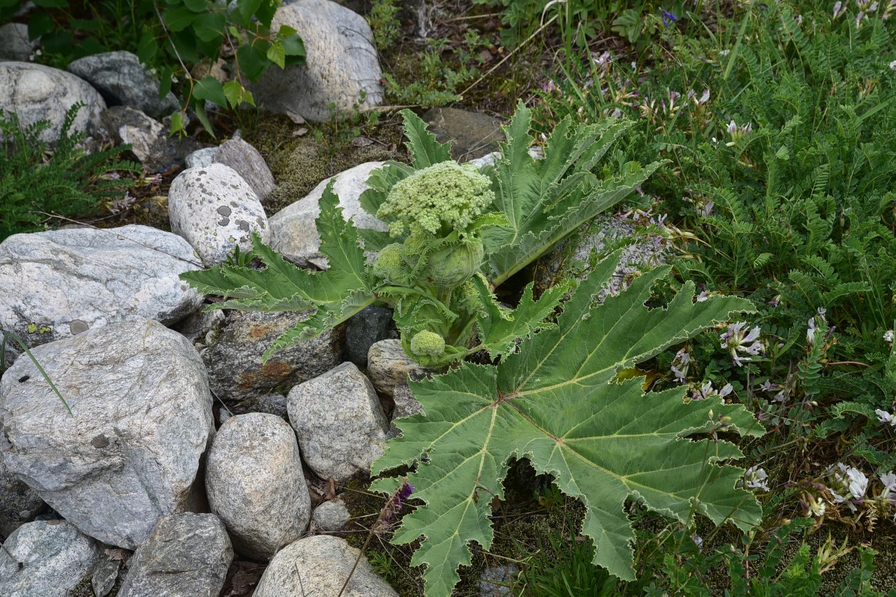 Изображение особи род Heracleum.