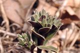 Gentiana zollingeri. Верхушка растения с развивающимися соцветиями. Приморский край, Уссурийский гор. округ, окр. с. Монакино, опушка широколиственного леса на небольшой сопке. 18.04.2026.