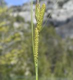 Image of taxon representative. Author is Роланд Цандекидис