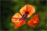 Papaver setiferum. Цветок. Московская обл., Раменский р-н, окр. дер. Хрипань, садовый участок. 14.06.2026.