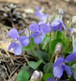 Viola rupestris. Побеги с цветками. Киев, заказник \"Лесники\", сосновый лес на боровой террасе. 25 апреля 2011 г.