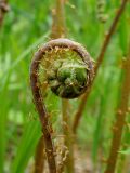 Athyrium sinense. Верхушка разворачивающейся вайи. Хабаровский край, г. Комсомольск-на-Амуре, ООПТ \"Кедрово-тисовая роща\", вдоль лыжной трассы. 24.05.2026.
