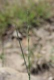 Elytrigia nodosa. Соцветие в бутонах. Крым, окр. Феодосии, Лисья бухта, сухое русло ручья. 17 июня 2026 г.