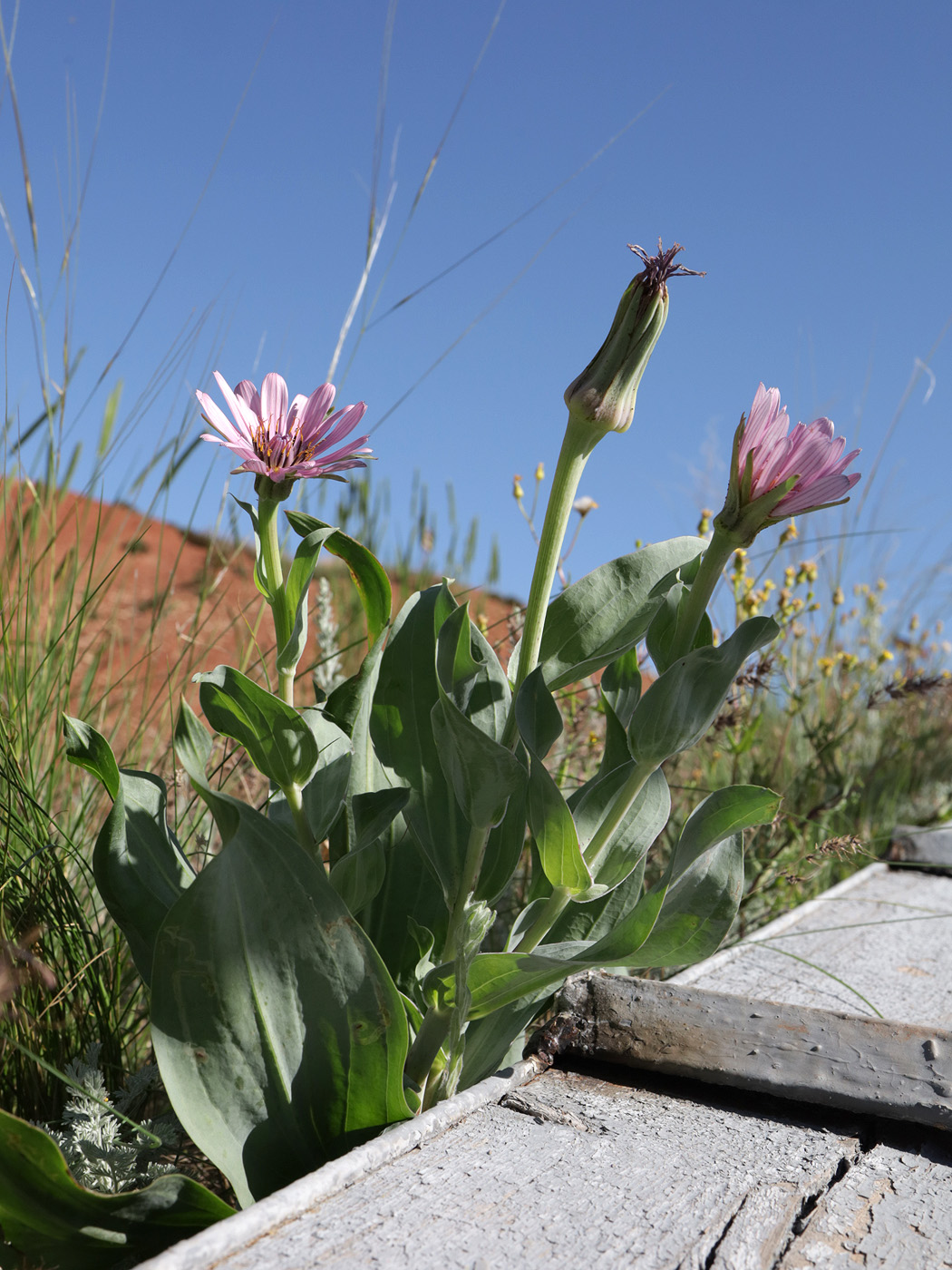 Image of Tragopogon marginifolius specimen.