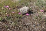 Dianthus humilis. Цветущее растение. Крым, Севастополь, Инкерман, гора Монастырская. 05.08.2026.