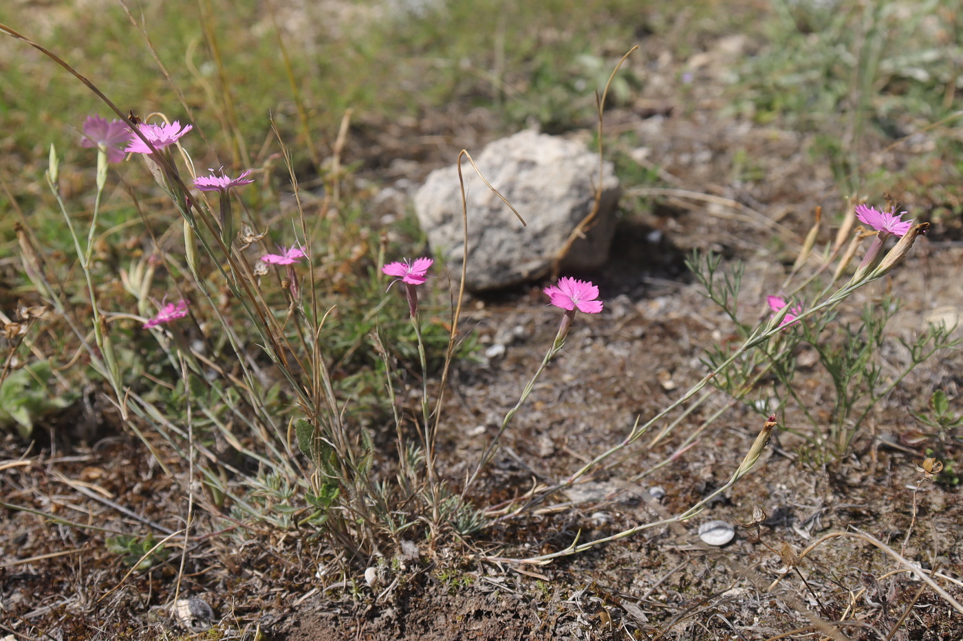 Image of Dianthus humilis specimen.