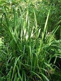 Iris pseudacorus