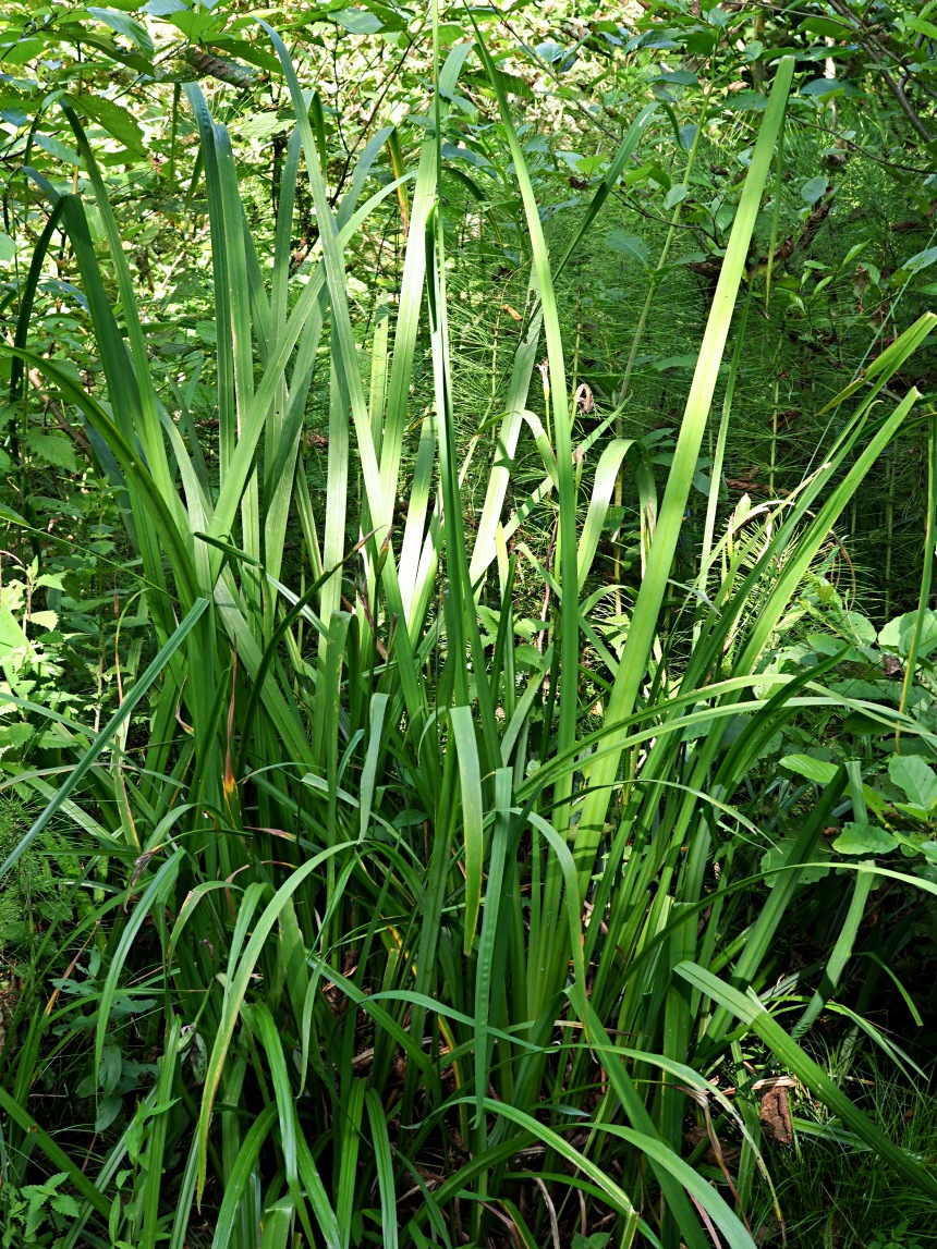 Изображение особи Iris pseudacorus.