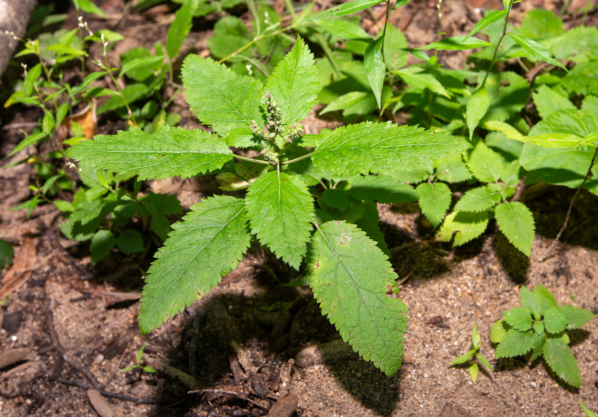 Image of Teucrium maximowiczii specimen.