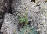 familia Asteraceae. Цветущие растения. Армения, Ширакская обл., гора Артени, привершинная часть. 30.07.2026.