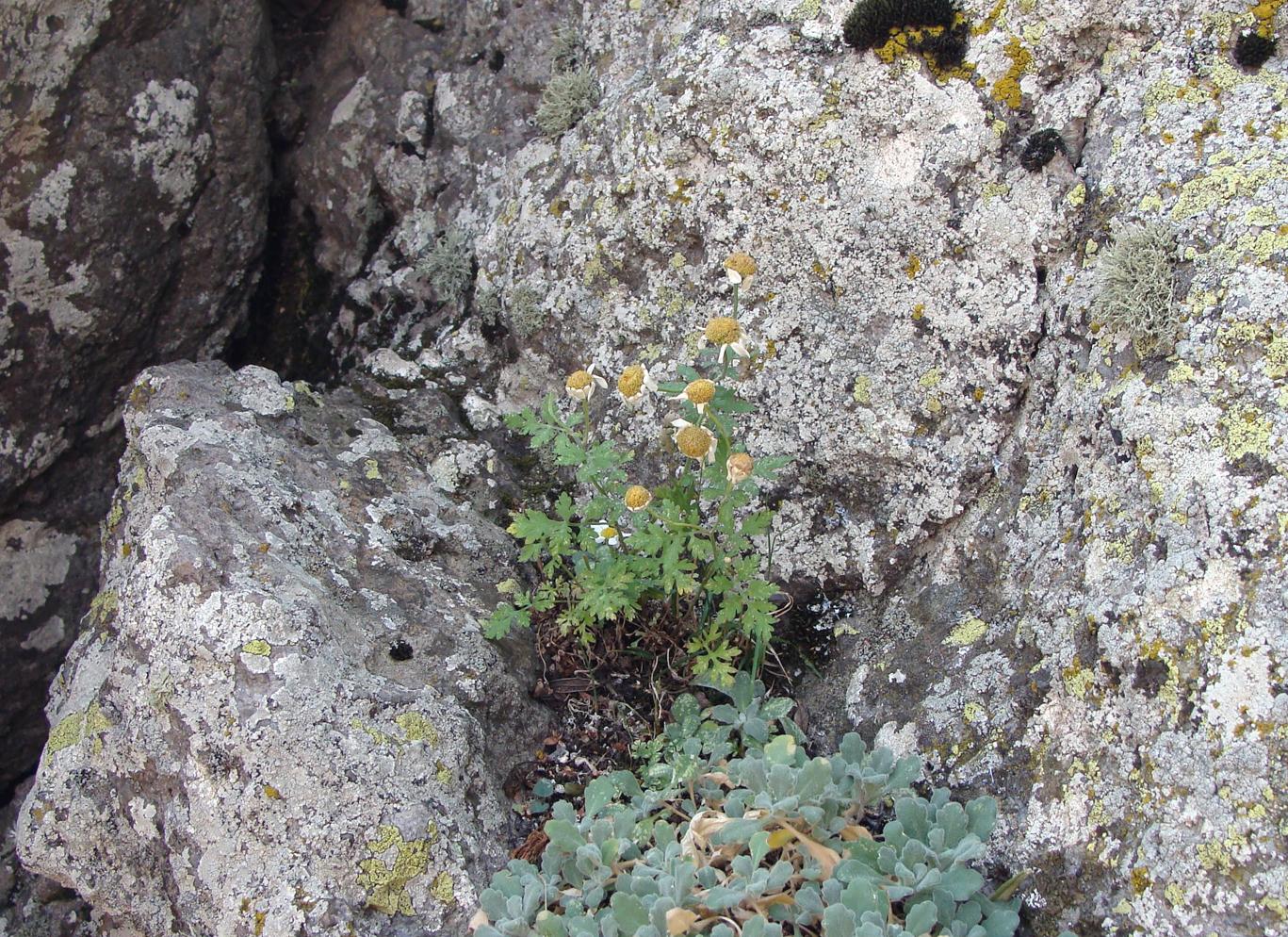 Image of familia Asteraceae specimen.