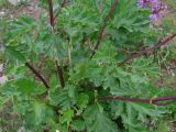 Phlomoides lehmanniana