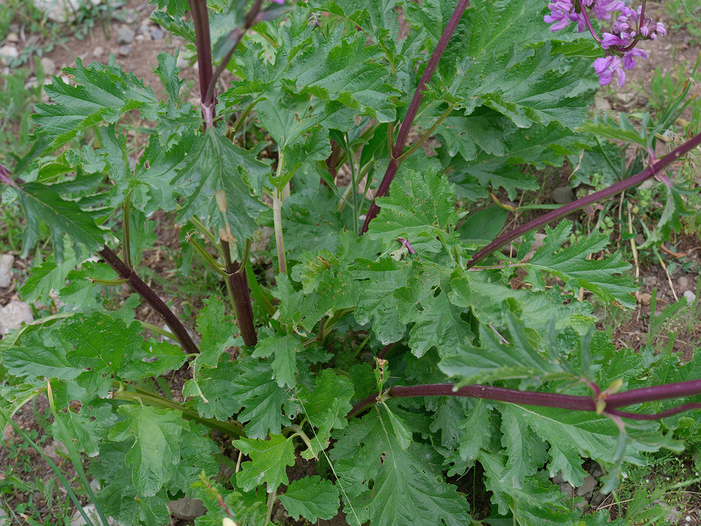Image of Phlomoides lehmanniana specimen.