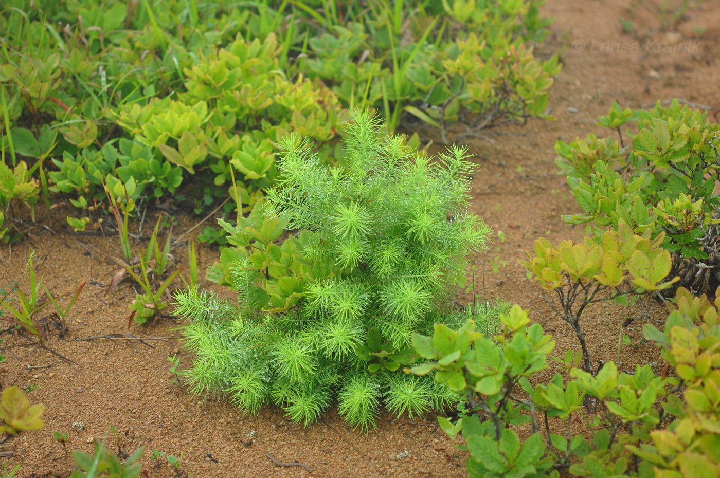 Image of Unknown species specimen.